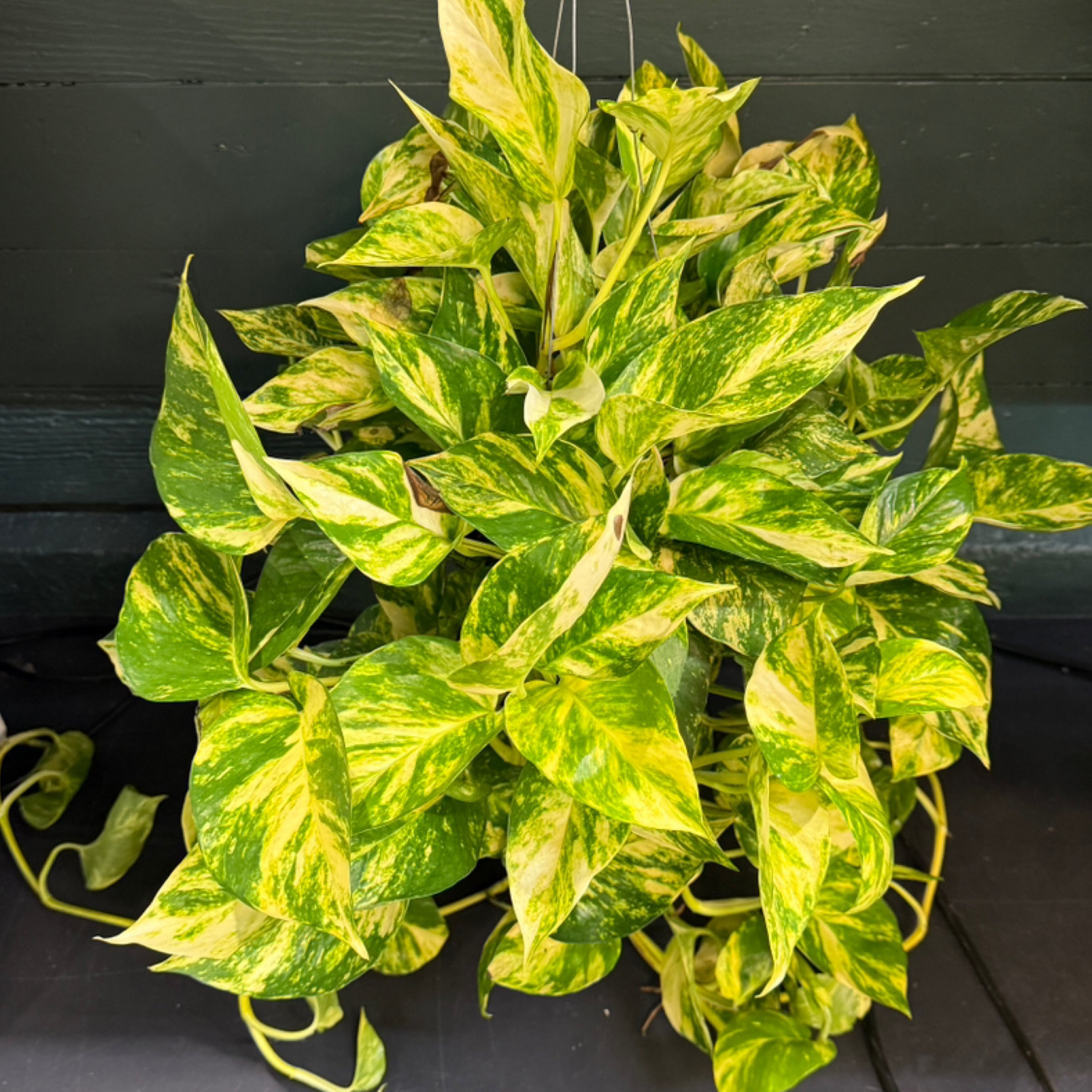 Epipremnum Sunshine Goddess 6" | Gloriousgreenhouseplants.com
