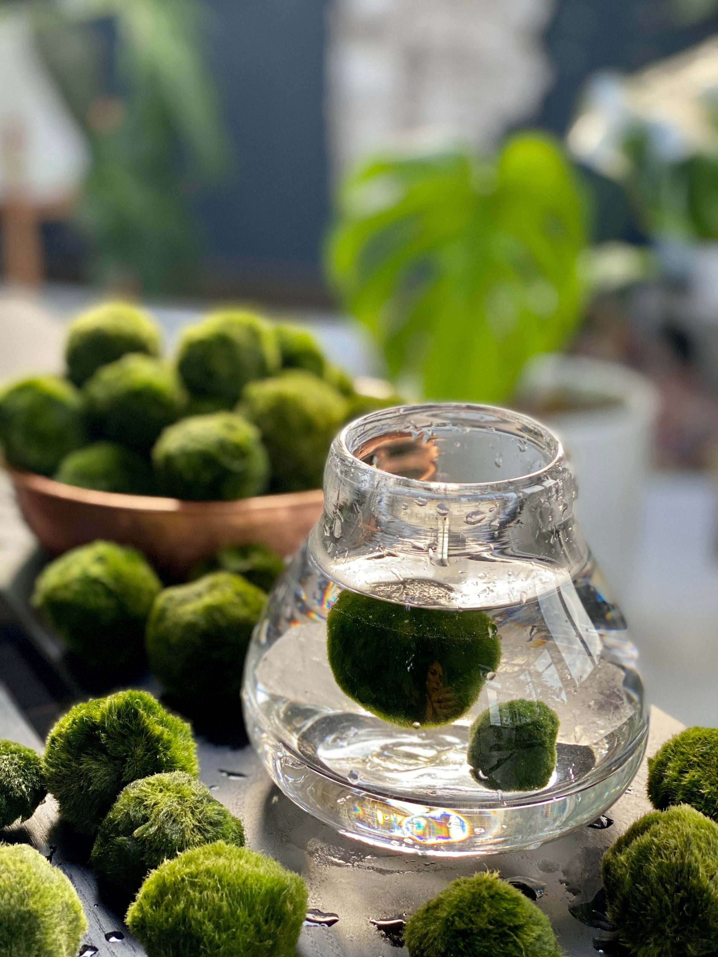 marimo Marimo Salt (4oz) | Gloriousgreenhouseplants.com
