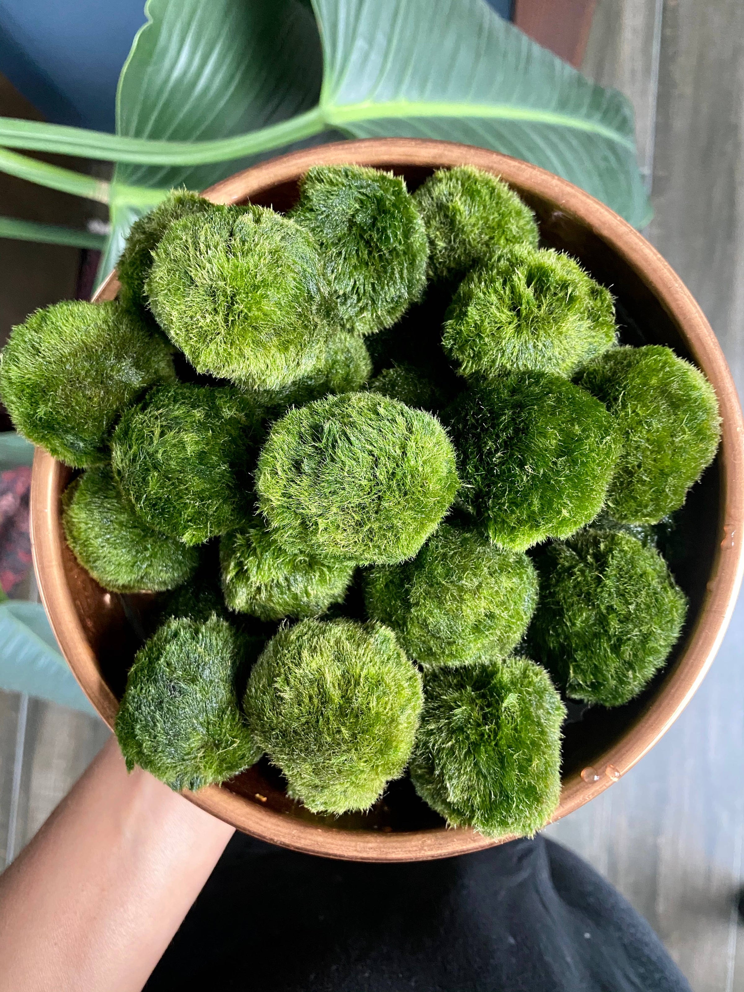 Marimo Salt (4oz) | Gloriousgreenhouseplants.com