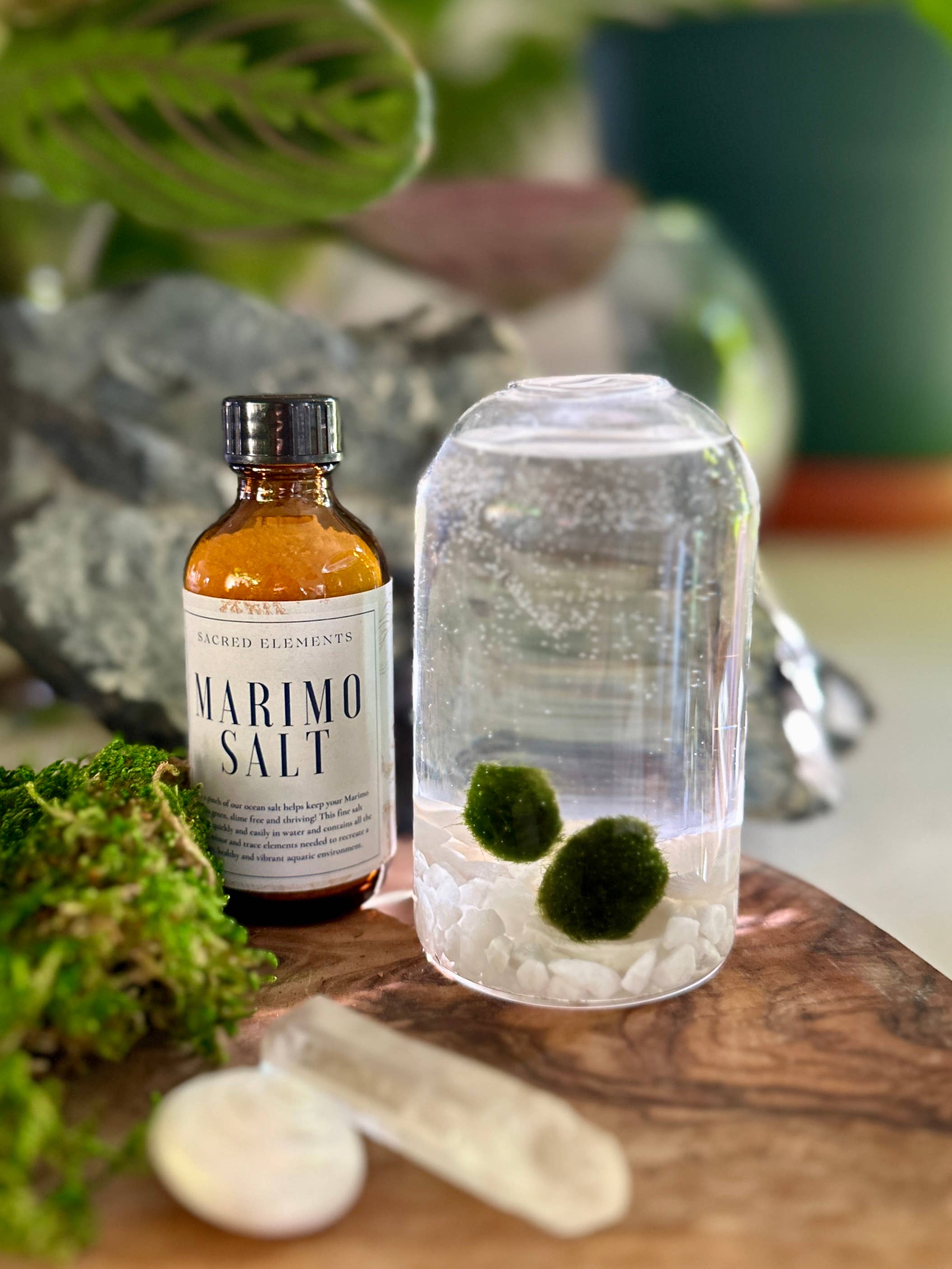 marimo Marimo Salt (4oz) | Gloriousgreenhouseplants.com