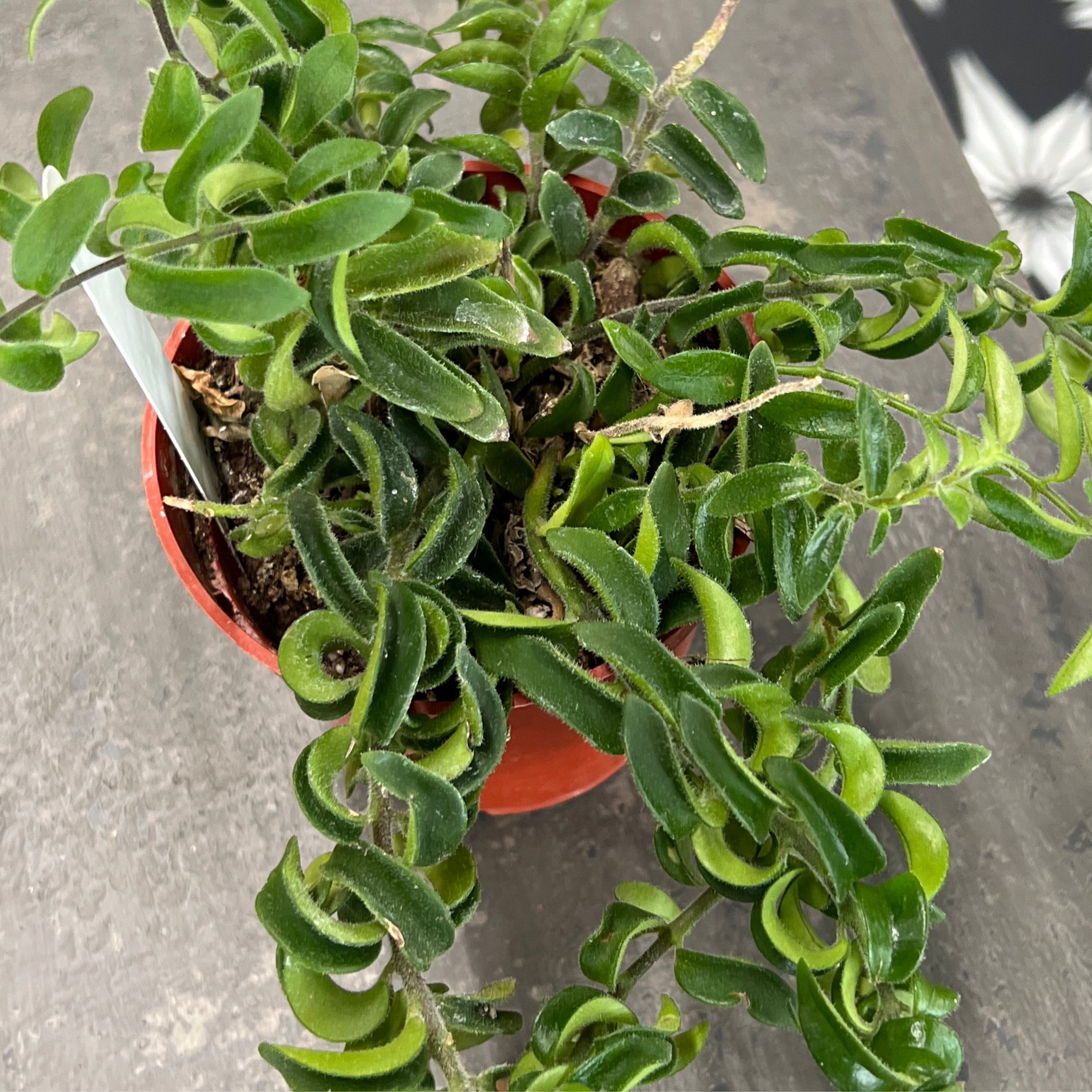 Lipstick Plant Twister